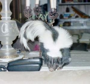 Pet skunks for sale again... because they climb, dig everything, choose their corner themselves, den inside the sofa, tear open window and door screens, maul carpet, and more...