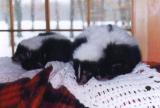 pet skunks, pet stories, animal stories, animals, empty nesting, pets, snowed in stories, snow day stories, exotic pet stories