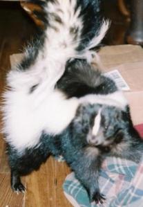Pet Skunks for Sale Blog - my favorite story of all time.