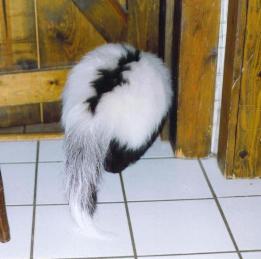 Pet skunk litter pans in every room in the house? Here's why.