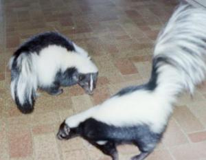 Pet skunk aggression. Pet skunk fights.