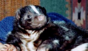 Pet skunks who grin like this are the smartest and dearest.
