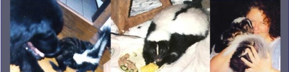 Pet skunk food and nutrition. A real issue.
