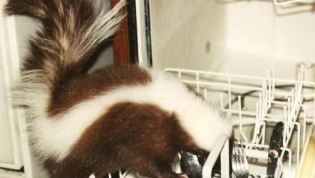 Pet skunk washing dishes.