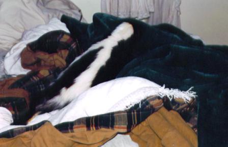 sleeping with pets, pet skunks, pet skunk care